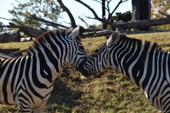 كازينو سلوتس كافيه الدعم